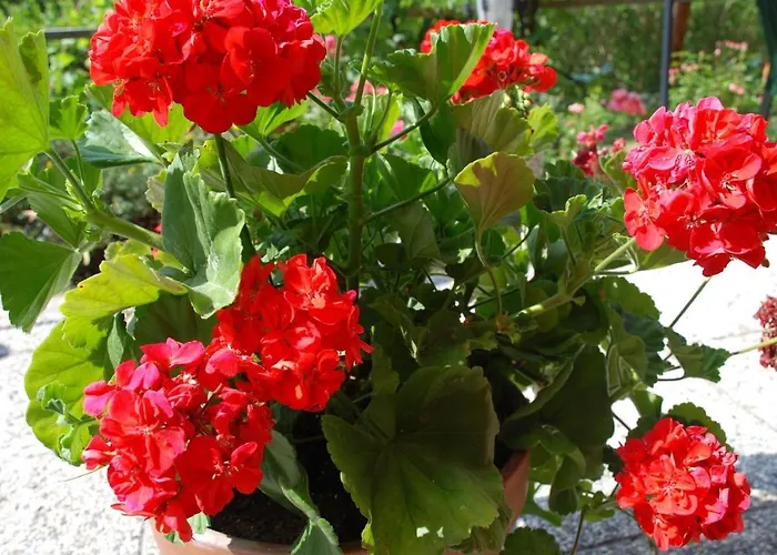 Agnes 3* Sankt Kanzian am Klopeiner See